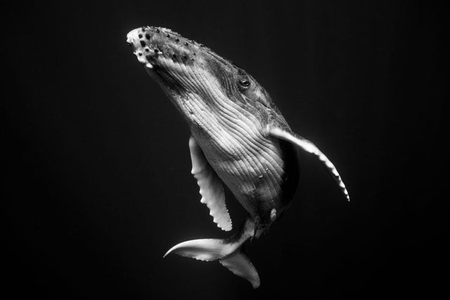 Everything You Need to Know About the Game-Changing U.N. High Seas Treaty - Veneka